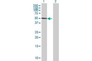 Western Blot analysis of POU2F2 expression in transfected 293T cell line by POU2F2 MaxPab polyclonal antibody.