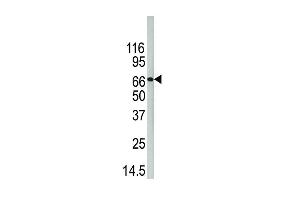 Western blot analysis of anti-D4 b (ABIN389125 and ABIN2839308) in 293 cell line lysate.