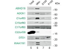 Subcellular fractions of HEK293T cells were analyzed by western blotting using antibodies directed against the indicated marker (black) and MitoCoP identified/validated proteins (green). (C1ORF53 anticorps  (AA 81-145))