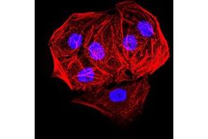 Immunofluorescence analysis of Hela cells. (EHMT2 anticorps  (AA 317-471))