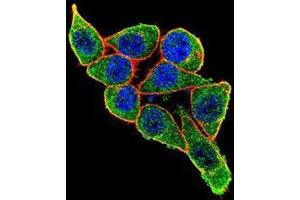 Confocal immunofluorescent analysis of PAX6 Antibody(Cat#AP53180PU-N) with Hela cell followed by Alexa Fluor 488-conjugated goat anti-rabbit lgG (green).