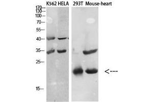 Western Blot (WB) analysis of specific cells using Antibody diluted at 1:1000.