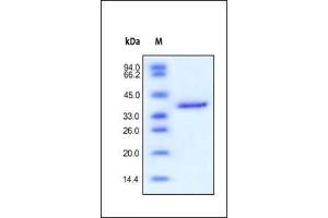 Insulin-Like Growth Factor 2 (IGF2) (AA 25-91) (Active) protein (Fc Tag)