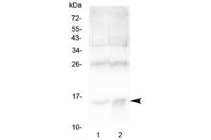 Western blot testing of 1) rat spleen and 2) human U-2 OS cell lysate with Hemoglobin antibody at 0. (HBA1 anticorps)