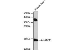 Western blot analysis of extracts of mouse heart, using  antibody (ABIN7265580) at 1:1000 dilution. (ANAPC11 anticorps  (AA 1-84))