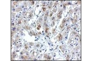 Immunohistochemistry of Siglec11 in human liver tissue with this product at 5 μg/ml. (SIGLEC11 anticorps  (C-Term))