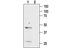 Western blot analysis of mouse brain lysate:1.