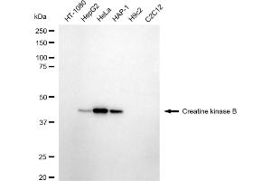 Western blotting analysis using creatine kinase B antibody (ABIN7798162). (Recombinant CKB anticorps)