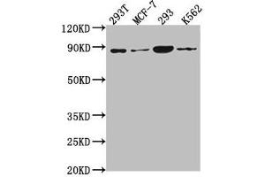 Western Blot Positive WB detected in: 293T whole cell lysate, MCF-7 whole cell lysate, 293 whole cell lysate, K562 whole cell lysate All lanes: P0C869 antibody at 1:2000 Secondary Goat polyclonal to rabbit IgG at 1/50000 dilution Predicted band size: 88, 101, 55, 115 kDa Observed band size: 88 kDa (PLA2G4B anticorps  (AA 514-781))