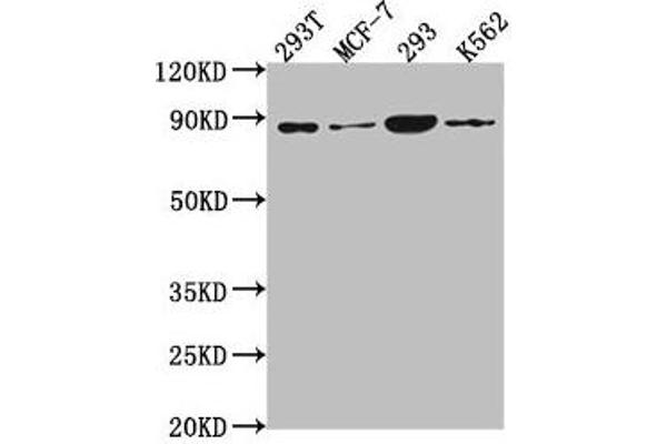 PLA2G4B 抗体  (AA 514-781)