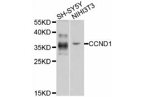 Western blot analysis of extracts of various cell lines, using CCND1 antibody (ABIN5995417) at 1/1000 dilution. (Cyclin D1 anticorps)