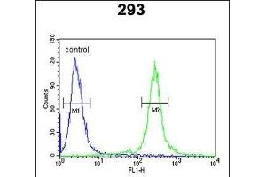 anti-Transcription Elongation Regulator 1-Like (TCERG1L) (AA 392-421) antibody