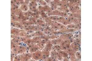 IHC-P analysis of Mouse Tissue, with DAB staining. (C4A anticorps  (AA 678-761))