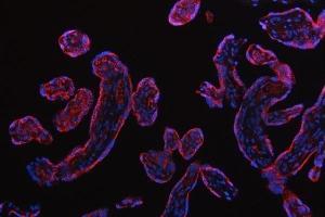 IF analysis of RPS5 using anti-RPS5 antibody (ABIN7599076). (RPS5 anticorps  (AA 1-204))