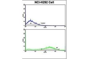 Flow cytometric analysis of NCI- cells using Fascin Antibody (Center)(bottom histogram) compared to a negative control cell (top histogram). (Fascin anticorps  (AA 322-350))
