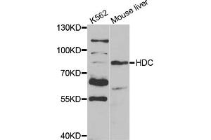 Western blot analysis of extracts of various cell lines, using HDC antibody (ABIN5973178) at 1/1000 dilution. (HDC anticorps)