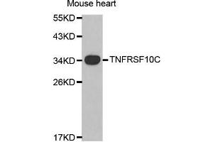 Western Blotting (WB) image for anti-Tumor Necrosis Factor Receptor Superfamily, Member 10c (TNFRSF10C) (AA 30-130) antibody (ABIN6215183) (DcR1 anticorps  (AA 30-130))