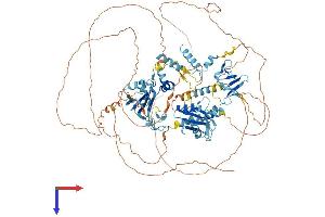 AlphaFold protein structure predicition of Human Recombinant RBM10 Protein, UniprotID P98175
