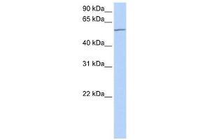 MTA3 antibody used at 0. (MTA3 anticorps  (C-Term))