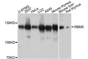 Western blot analysis of extracts of various cell lines, using RBM5 antibody.