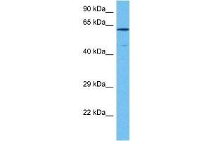 Host:  Rabbit  Target Name:  SOX10  Sample Tissue:  Human MCF7 Whole Cell  Antibody Dilution:  1ug/ml