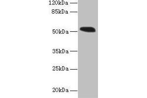 Western blot All lanes: MIEF1 antibody at 4 μg/mL + Mouse liver tissue Secondary Goat polyclonal to rabbit IgG at 1/10000 dilution Predicted band size: 52, 16, 9 kDa Observed band size: 52 kDa (SMCR7L anticorps  (AA 51-309))