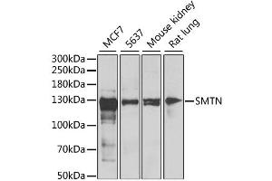 Western blot analysis of extracts of various cell lines, using SMTN antibody (ABIN2560031) at 1:1000 dilution. (Smoothelin anticorps)