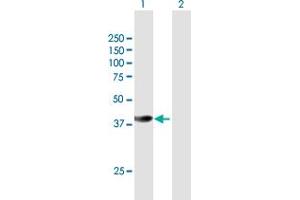 Western Blot analysis of HSPBP1 expression in transfected 293T cell line by HSPBP1 MaxPab polyclonal antibody. (HSPBP1 anticorps  (AA 1-359))