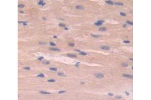 IHC-P analysis of Mouse Tissue, with DAB staining. (EMILIN2 anticorps  (AA 853-1074))