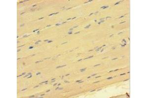 Immunohistochemistry of paraffin-embedded human skeletal muscle tissue using ABIN7172549 at dilution of 1:100 (GATA5 anticorps  (AA 336-397))