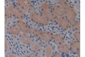DAB staining on IHC-P; Samples: Mouse Kidney Tissue (STAM anticorps  (AA 199-464))