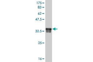 Western Blot detection against Immunogen (35.