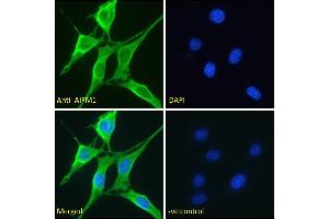 ABIN2613375 Immunofluorescence analysis of paraformaldehyde fixed NIH3T3 cells, permeabilized with 0.