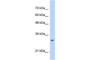 MRTO4 antibody used at 2. (C1orf33 anticorps)