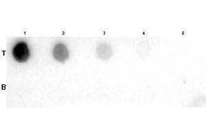 Dot Blot results of Goat Fab Anti-Biotin Antibody. (Biotin anticorps)