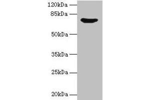 Western blot All lanes: SYN1 antibody at 12 μg/mL + Mouse brain tissue Secondary Goat polyclonal to rabbit IgG at 1/10000 dilution Predicted band size: 75, 71 kDa Observed band size: 75 kDa (SYN1 anticorps  (AA 113-420))