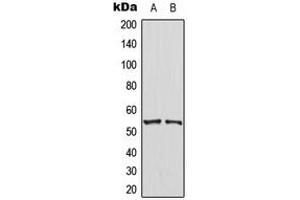 Western blot analysis of PTEN expression in HT29 (A), NIH3T3 (B) whole cell lysates. (PTEN anticorps  (C-Term))