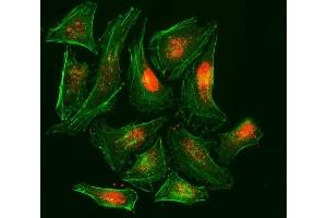 IF analysis of RPA32/RPA2 using anti-RPA32/RPA2 antibody (ABIN7601379). (RPA2 anticorps  (AA 34-254))