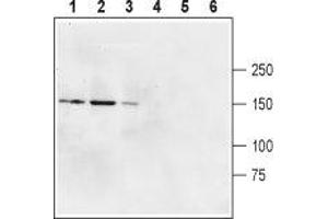 Western blot analysis of rat brain membranes (lanes 1 and 4), mouse brain membranes (lanes 2 and 5) and human U87-MG glioblastoma cell lysate (lines 3 and 6): - 1-3. (GRID2 anticorps  (Extracellular, N-Term))