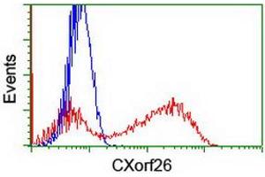 Image no. 1 for anti-Chromosome X Open Reading Frame 26 (CXorf26) antibody (ABIN1497688) (CXorf26 anticorps)