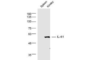 Mouse spleen and kidney lysates probed with IL-4l1 Polyclonal Antibody, unconjugated  at 1:300 overnight at 4°C followed by a conjugated secondary antibody at 1:10000 for 90 minutes at 37°C. (IL4I1 anticorps  (AA 51-160))