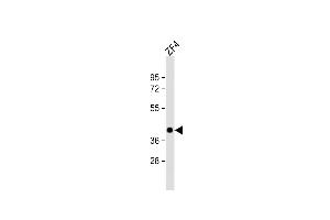 Anti-pou5f1 Antibody (Center)at 1:2000 dilution + ZF4 whole cell lysates Lysates/proteins at 20 μg per lane. (OCT4 anticorps  (AA 141-177))