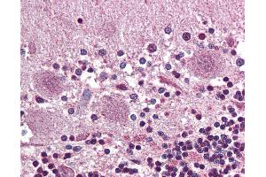 Anti-PROKR2 antibody IHC of human brain, cerebellum. (Prokineticin Receptor 2 anticorps  (N-Term))