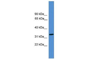 WB Suggested Anti-LUC7L Antibody Titration: 0. (LUC7L anticorps  (Middle Region))