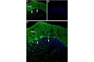 Expression of P2X1 receptor in mouse cerebellum - Immunohistochemical staining of mouse cerebellum using Anti-P2X1 Receptor (extracellular)-ATTO Fluor-488 Antibody (ABIN7043572).