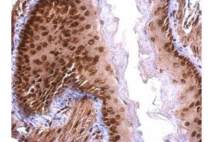 IHC-P Image Scaffold attachment factor B1 antibody detects Scaffold attachment factor B1 protein at nucleus on mouse intestine by immunohistochemical analysis.