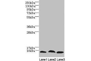 Western Blot All lanes: C4orf3 antibody at 6 μg/mL Lane 1: 293T whole cell lysate Lane 2: Hela whole cell lysate Lane 3: HepG2 whole cell lysate Secondary Goat polyclonal to rabbit IgG at 1/10000 dilution Predicted band size: 8, 23 kDa Observed band size: 8 kDa (C4ORF3 anticorps  (AA 1-44))