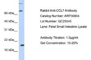 WB Suggested Anti-CCL7 Antibody   Titration: 1. (CCL7 anticorps  (N-Term))