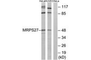 Western blot analysis of extracts from HeLa/HuvEc cells, using MRPS27 Antibody.