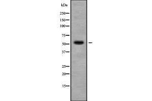Western blot analysis of C3AR1 using 293 whole cell lysates (C3AR1 anticorps  (Internal Region))